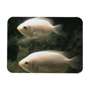 Magnet Flexible Aimant de Fishies
