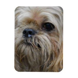 Magnet Flexible Aimant de griffon de Bruxelles