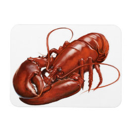 Magnet Flexible Aimant de homard