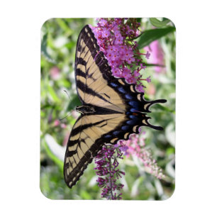 Magnet Flexible Aimant de papillon de machaon