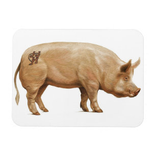 Magnet Flexible Aimant de porc