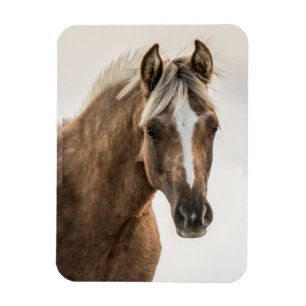 Magnet Flexible Aimant de pouliche de mustang de Cocos