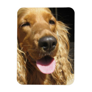 Magnet Flexible Aimant de prime de chien d'épagneul