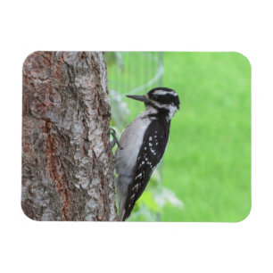 Magnet Flexible Aimant de profil Downy Woodpecker