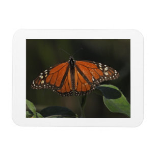 Magnet Flexible Aimant de réfrigérateur avec photo de papillon ora
