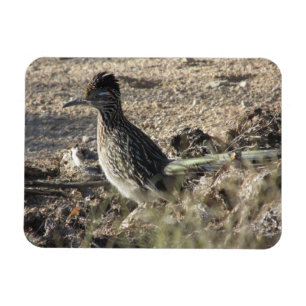 Magnet Flexible Aimant de Roadrunner