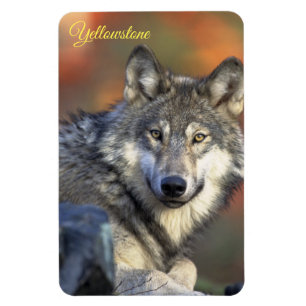 Magnet Flexible Aimant de Yellowstone Loup