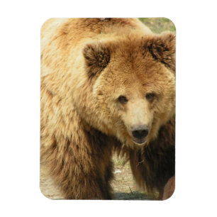 Magnet Flexible Aimant d'ours gris