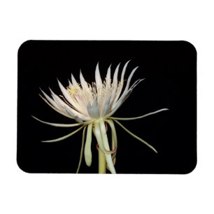 Magnet Flexible Aimant fleur de cactus