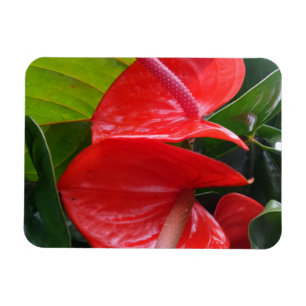 Magnet Flexible Aimant Fleurs rouges 3"x4"