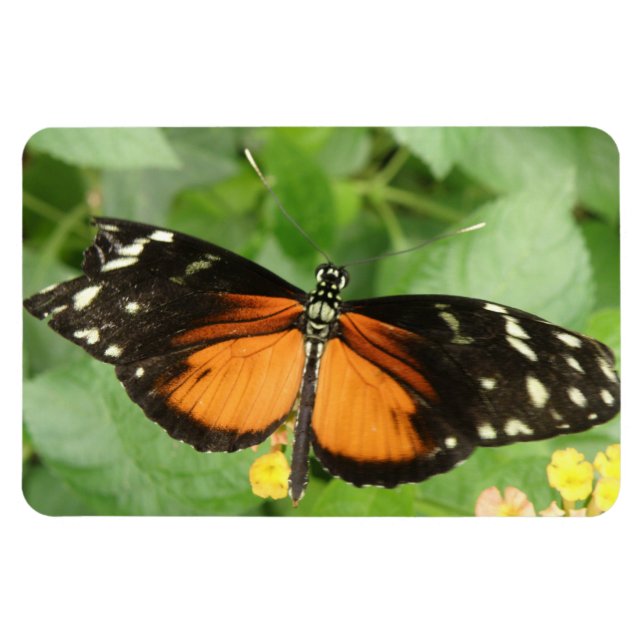 Magnet Flexible Aimant Flexi Papillon long tigre (Horizontal)