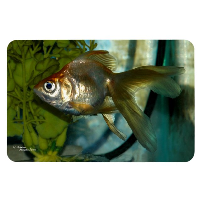 Magnet Flexible Aimant Flexi Premium Ryukin (Horizontal)
