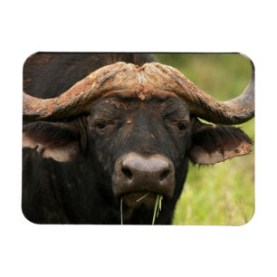 Magnet Flexible Aimant flexible de Buffalo d'eau