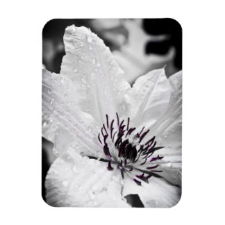 Magnet Flexible Aimant flexible - Fleur Clematis Blanche