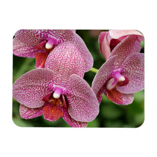 Magnet Flexible Aimant flexible orchidée