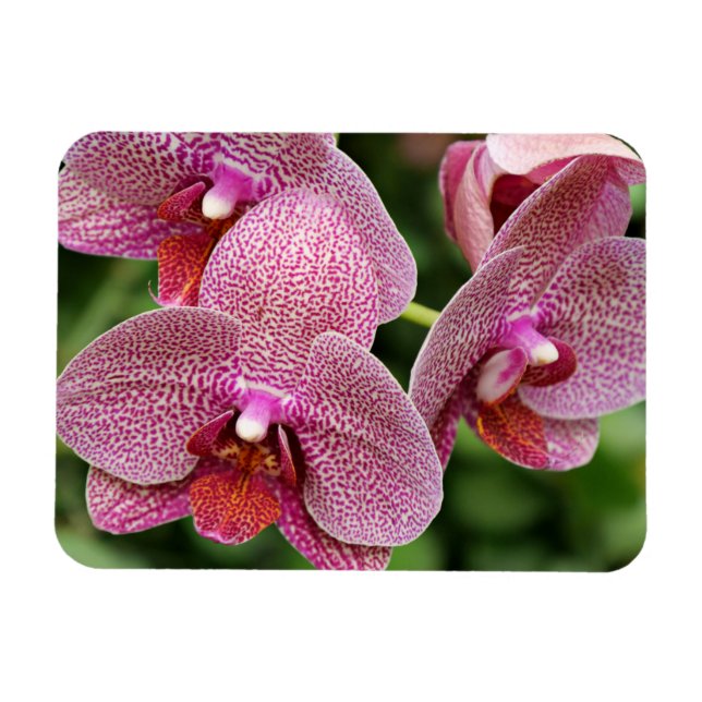 Magnet Flexible Aimant flexible orchidée (Horizontal)