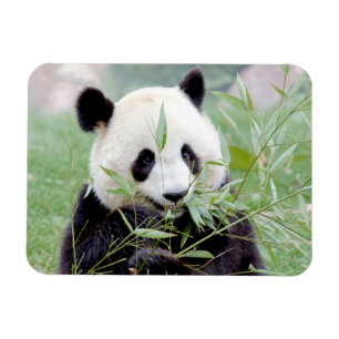 Magnet Flexible Aimant flexible Panda géant photo, animaux 0167.
