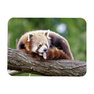 Magnet Flexible Aimant flexible Photo panda rouge, animaux 0254.