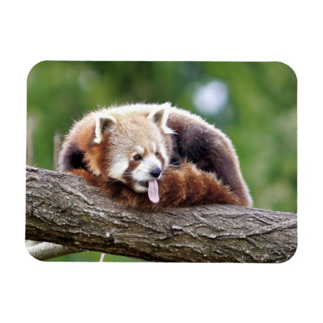 Magnet Flexible Aimant flexible Photo panda rouge, animaux 0254. (Horizontal)