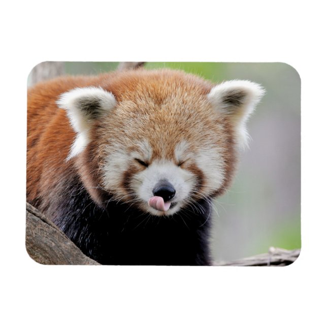 Magnet Flexible Aimant flexible Photo panda rouge, animaux 0259. (Horizontal)