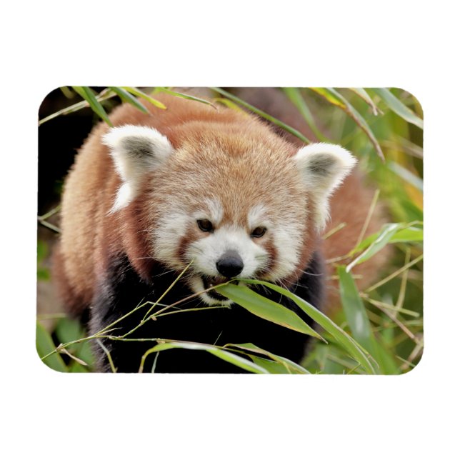 Magnet Flexible Aimant flexible Photo panda rouge, animaux 0261. (Horizontal)