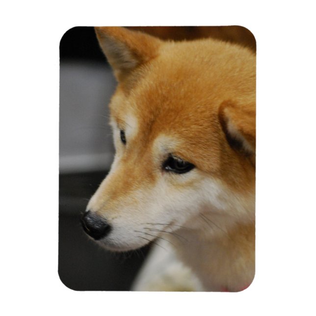 Magnet Flexible Aimant flexible Shiba Inu (Vertical)