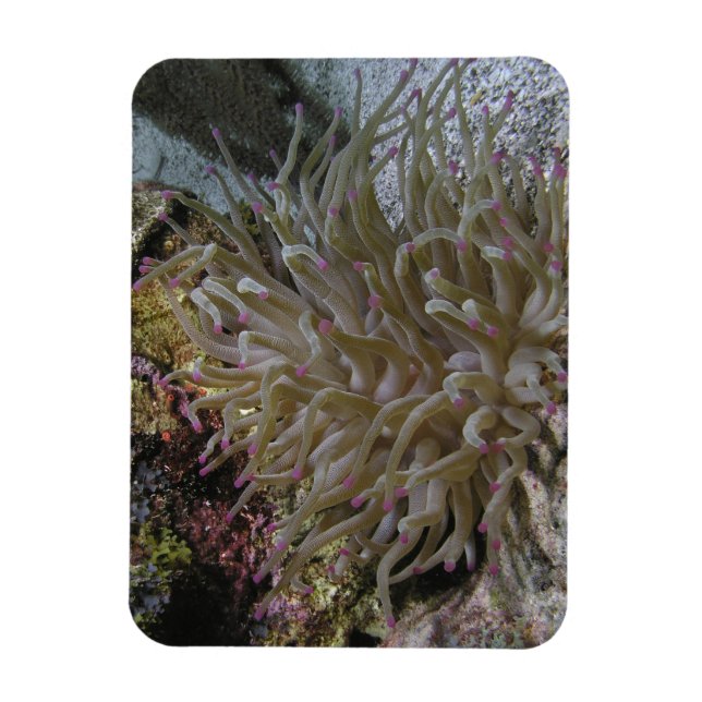 Magnet Flexible Aimant géant à anemone à pointe rose (Vertical)