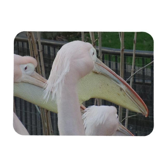 Magnet Flexible Aimant Herons 3"x4" (Horizontal)