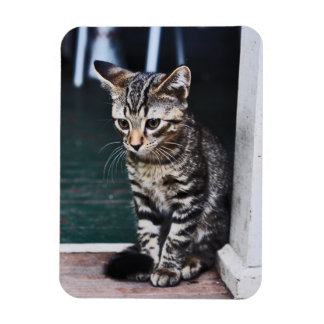 Magnet Flexible Aimant : Kitten