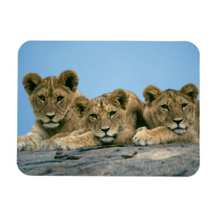 Magnet Flexible Aimant Lion Cubs