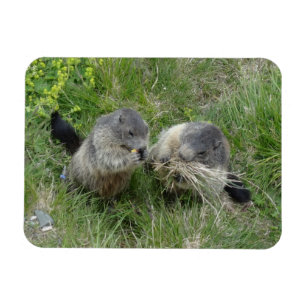 Magnet Flexible Aimant Marmot