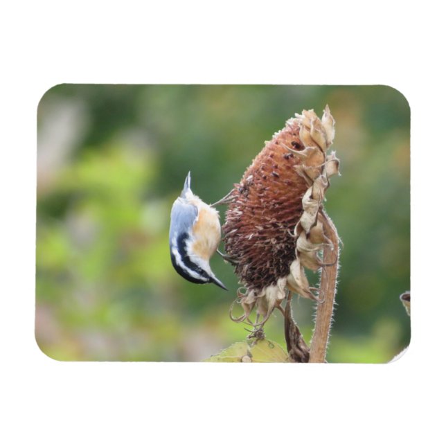 Magnet Flexible Aimant Nuthatch (Horizontal)