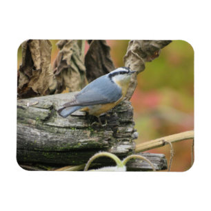 Magnet Flexible Aimant Nuthatch