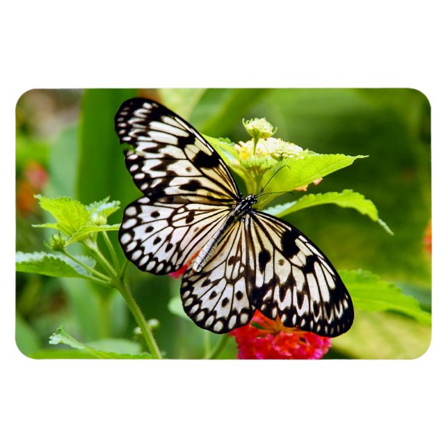 Magnet Flexible Aimant papillon noir et blanc (Horizontal)