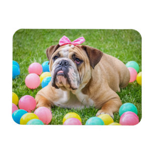 Magnet Flexible Aimant personnalisé de photo d'animal familier de