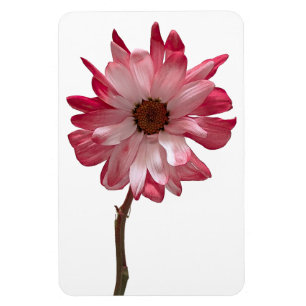 Magnet Flexible Aimant photo Fleur de la marguerite