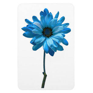 Magnet Flexible Aimant photo Fleur de la marguerite