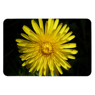 Magnet Flexible Aimant Premium Dandelion