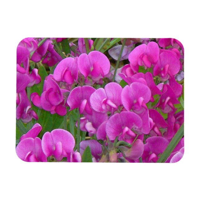 Magnet Flexible Aimant Premium Fleurs de pois doux (Horizontal)