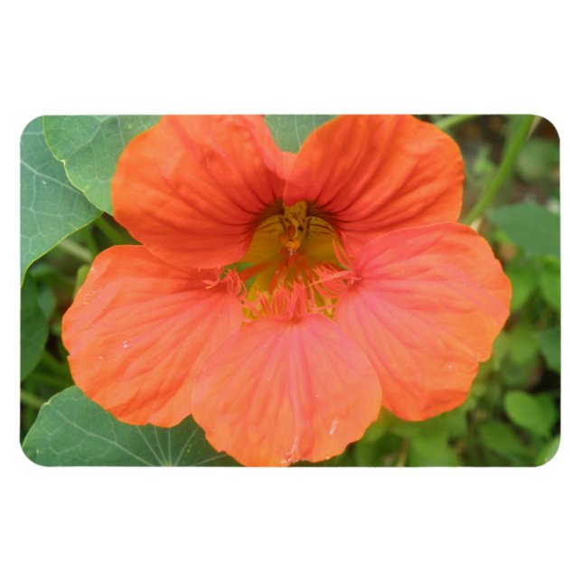 Magnet Flexible Aimant Premium Orange Nasturtium Flower (Horizontal)