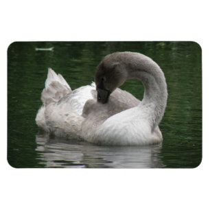 Magnet Flexible Aimant Premium pour cygne dormant