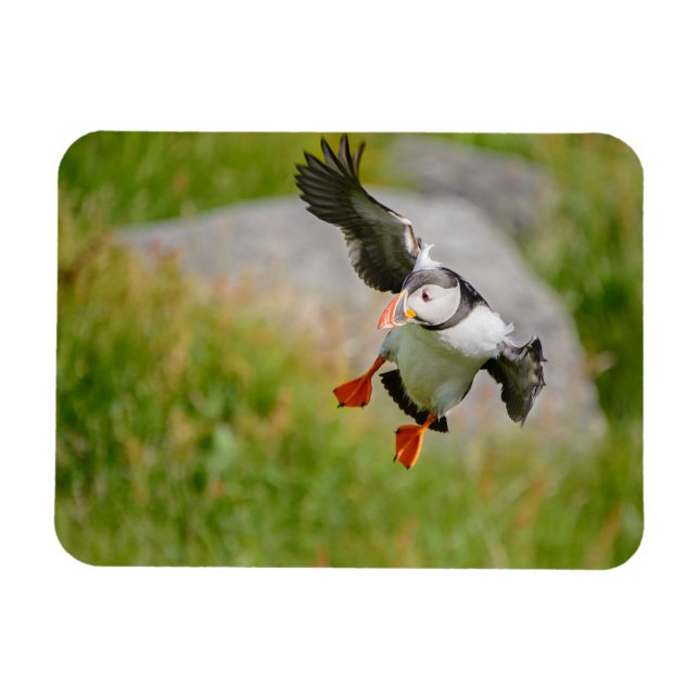 Magnet Flexible Aimant rectangulaire volant d'oiseau de Puffin de  (Horizontal)