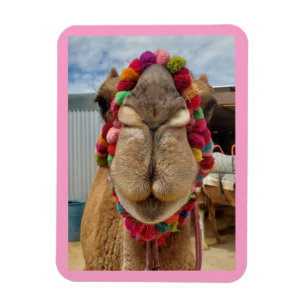 Magnet Flexible Aimant rose à mordant de Camel