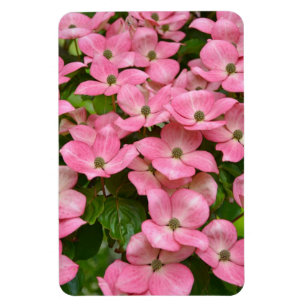 Magnet Flexible Aimant rose de cornouiller de kousa