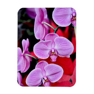Magnet Flexible Aimant rose d'impression d'orchidées de mite