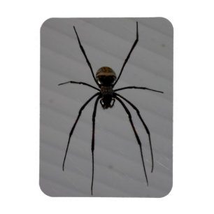 Magnet Flexible Aimant Spider 3"x4"
