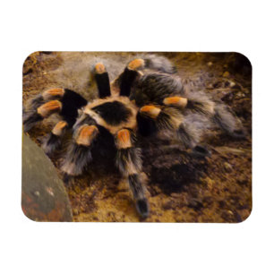 Magnet Flexible Aimant Tarantula 3 po x 4 po
