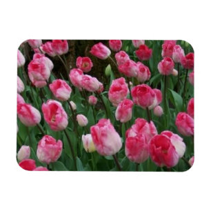 Magnet Flexible Aimant Tulipes
