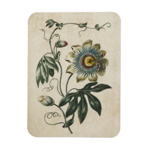 Magnet Flexible Aimant vintage de la Passion Florale