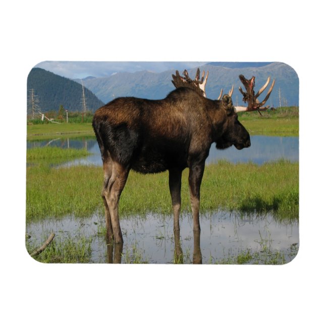 Magnet Flexible Alaska Bull Moose Antlers Marsh Photo Conçu (Horizontal)